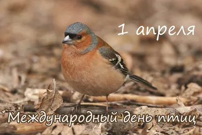 Международный день птиц - Заповедник «Нургуш»