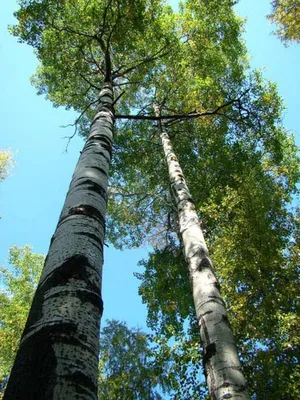Осина дерево листья (49 фото) - 49 фото