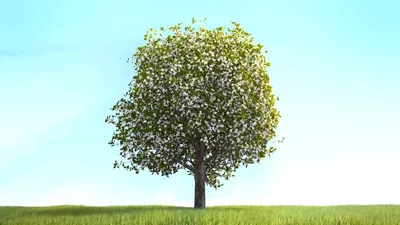 Какие деревья можно и нельзя сажать возле дома: нормы посадки и спила,  требования СНиП