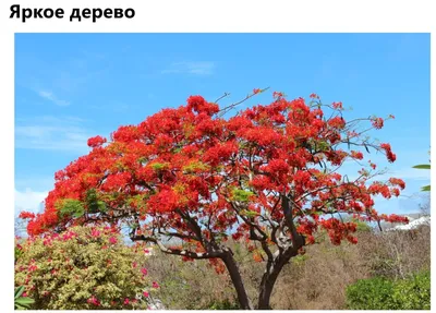 Фотообои Дерево с белыми цветами №38481 - цена, фото, отзывы | АВС-Decor
