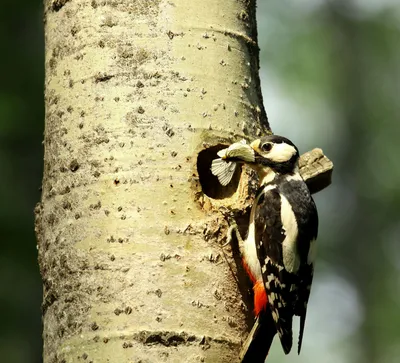 Биологи выяснили, что дятлы долбят дерево без амортизаторов в голове -  Газета.Ru | Новости