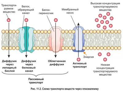 11. Поверхностный аппарат клетки: Способы транспорта веществ через  цитоплазматическую мембрану
