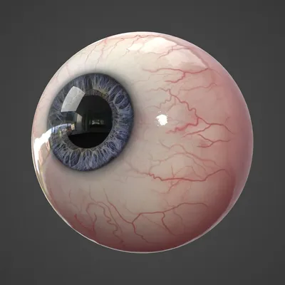Реалистичный человеческий глаз 3D Модель $79 - .fbx .obj .max - Free3D