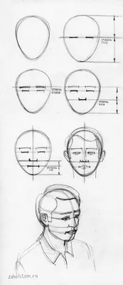 Пропорции в рисунке лица человека. Простая схема для начинающих художников.  — zaholstom.ru