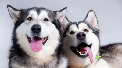 Обои собаки, хаски, пара, язык, отдых картинки на рабочий стол, фото  скачать бесплатно