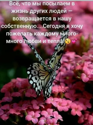 Доброе утро друзья!!! ☕🥧🌞Всем желаю лёгкой недели!!! 🥰🤗#доброеутро  #лето #июнь #бабочка#бабочка🦋 #бабочкицветочки #бабочки #красота… |  Instagram