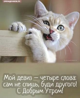 Открытка \"Доброе утро!\" с милым котиком грызущим стул • Аудио от Путина,  голосовые, музыкальные