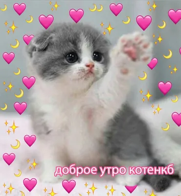 Картинка доброе утро с милыми котиками - GreetCard.ru