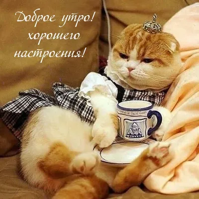котики говорят доброе утро :) | ВКонтакте