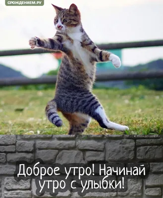 Пин от пользователя Ivanova Anna на доске киски | Доброе утро, Милые котики,  Животные