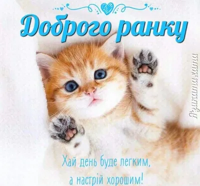 Pin by Oksana on Привітання | Good morning, Animals, Cats