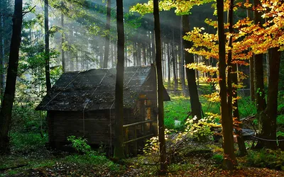 Картинка деревянный дом в лесу зимой обои на рабочий стол