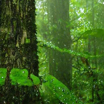 Дождь Сильный Дождь В Парке Дождь В Лесу Дождь В Лесу Сильный Дождь В  Лесном Лесу — стоковые фотографии и другие картинки Без людей - iStock