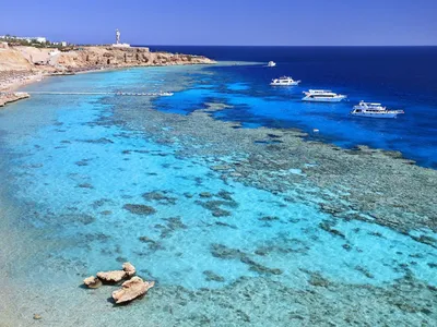 Красное море, Египет, коралловый риф» — создано в Шедевруме