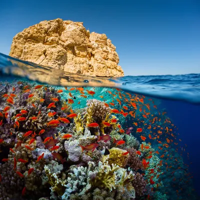 Какое море в Египте, какие моря омывают Египет? | Блог Колесо Путешествий