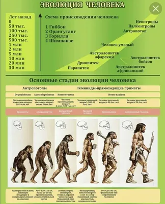 Эволюция человека | Пикабу