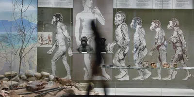 Основные этапы эволюции человека. Древнейшие, древние и первые современные  люди | artyr bethov | Дзен
