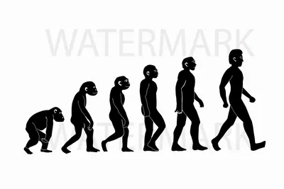 Урок на тему «Этапы эволюции человека» « В профессии