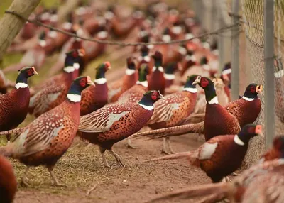На Ставрополье выпустили на волю 50 фазанов | Ставропольская правда