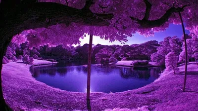 Красивые обои фиолетового цвета - 73 фото