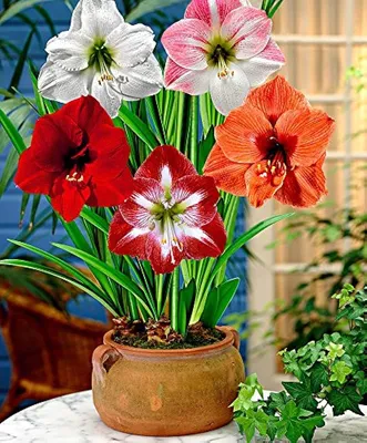 Hippeastrum: how to care for and keep them flowering - Gardens Illustrated