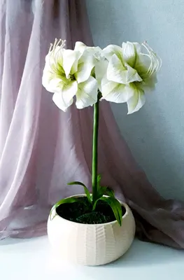Гиппеаструм (амариллис) – домашняя лилия: уход, цветение и зимовка | В доме  мечты! | Дзен