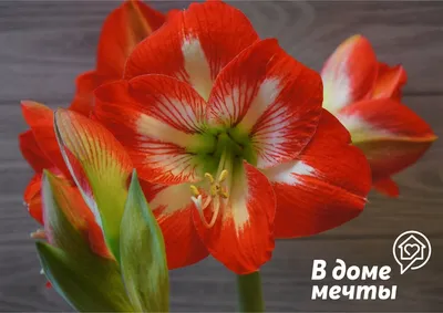 Hippeastrum hortorum hi-res stock photography and images - Alamy