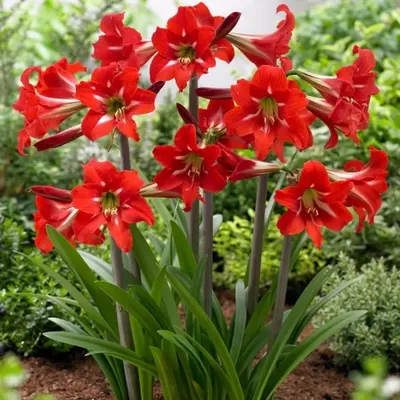 Planting Guide – How to plant, grow and care for your Hippeastrum - Elite  Bulbs
