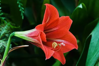 Category:Hippeastrum - Wikimedia Commons