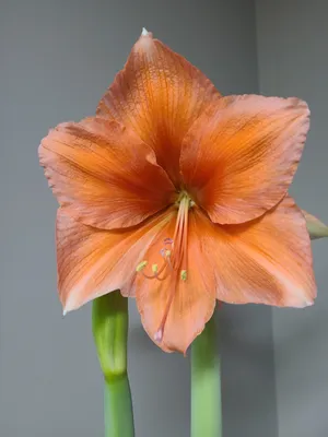 Hippeastrum Holland 'Bouquet' Amaryllis from Leo Berbee Bulb Company