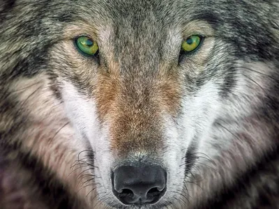 В чем разница между волком и собакой? - Догси Журнал