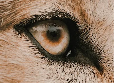 Фото волка, который делает глаза …» — создано в Шедевруме