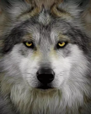 Глаза волка, Николь Руссо – слушать онлайн или скачать mp3 на ЛитРес