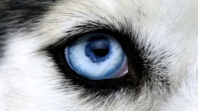 Глаза волка, макросъёмка фото» — создано в Шедевруме