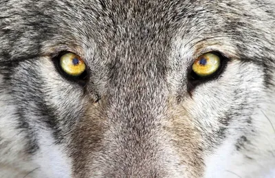 Волк и лисица из семейства псовых. Почему у лисицы зрачок вертикальный, а у  волка круглый?» — Яндекс Кью