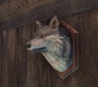 голова волка на фото в лесу, картинка серый волк, волк, животное фон  картинки и Фото для бесплатной загрузки