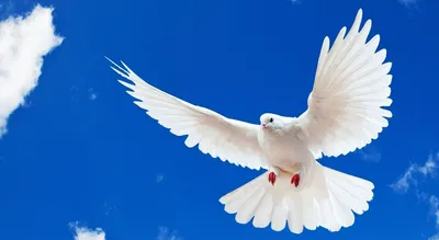 Голуби с иероглифами на крыльях: в Минсельхозе рассказали о загадочных  птицах