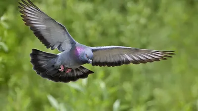 Почтовый голубь — Википедия