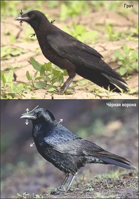 Врановые (основные отличия): грач, ворон, чёрная, серая и большеклювая  ворона | Siberian Birds Guide | Дзен