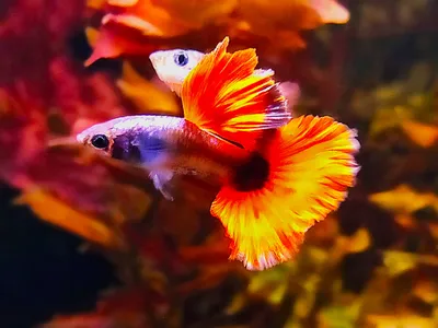 Гуппи рожает мальков в аквариуме ВИДЕО 4К - YouTube
