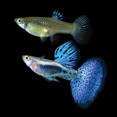 Рыбки гуппи в просторном аквариуме, …» — создано в Шедевруме