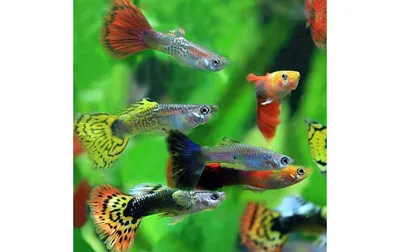Гуппи - самые распространенных аквариумные рыбки