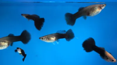 Гуппи Синие – купить за 150 руб | AquaShop - все для аквариумистики. Мы  знаем, что нужно вашим рыбкам!
