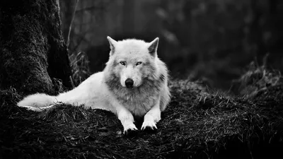 Картинки волк, wolf - обои 1366x768, картинка №186526