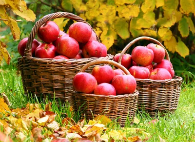 Сладкие и вкусные яблоки на столе Фон И картинка для бесплатной загрузки -  Pngtree