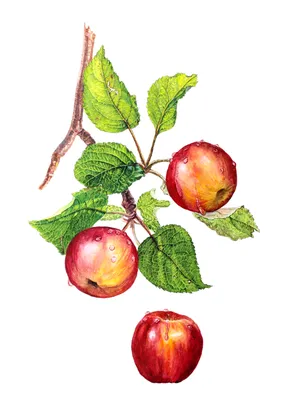 Яблоки Еда Пища - Бесплатное фото на Pixabay - Pixabay