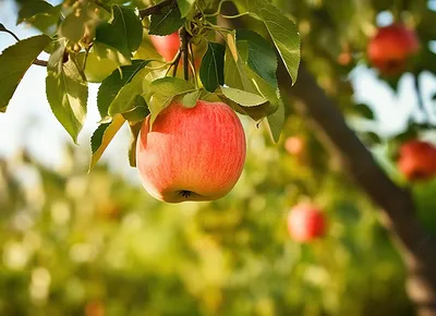 Загадка ковра из яблок в ирландском саду: что же произошло? - BBC News  Русская служба