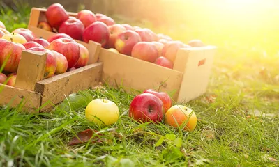 Фотофакт: на Комаровке найдены белорусские яблоки, которые дороже  нектаринов - 12.09.2023, Sputnik Беларусь