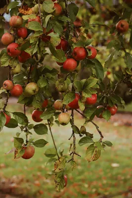 Скачать 2656x3984 яблоки, сад, фрукты, урожай, осень обои, картинки