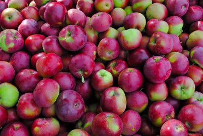 Где лучше хранить яблоки на зиму – полезные лайфхаки для сохранения яблок -  Новости Вкусно